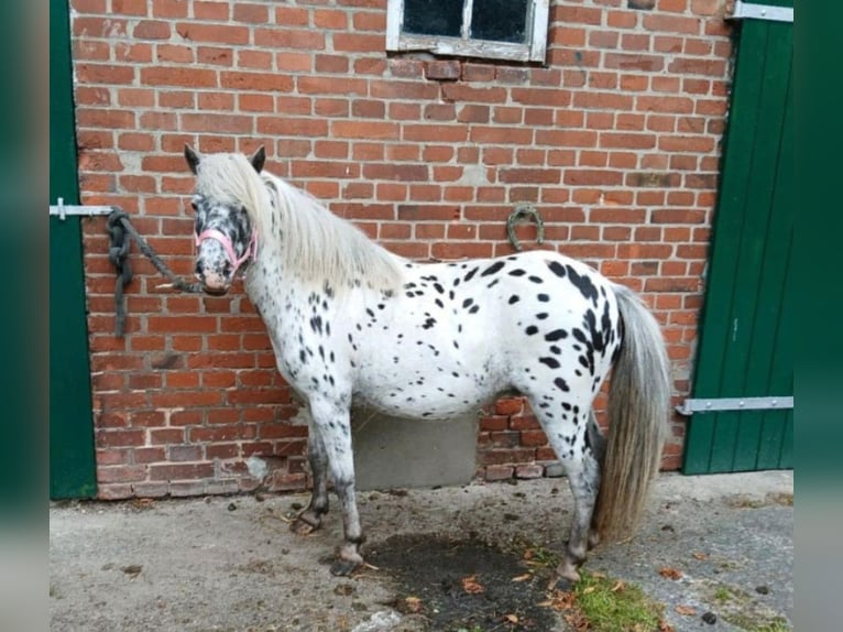 Plus de poneys/petits chevaux Jument 10 Ans 100 cm Léopard in Hüttenberg