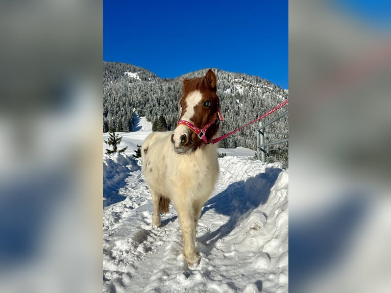 Plus de poneys/petits chevaux Jument 10 Ans 105 cm Pinto in Nesselwängle