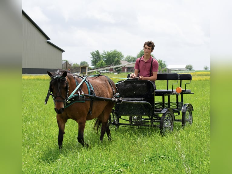 Plus de poneys/petits chevaux Jument 10 Ans 119 cm Bai cerise in Henderson