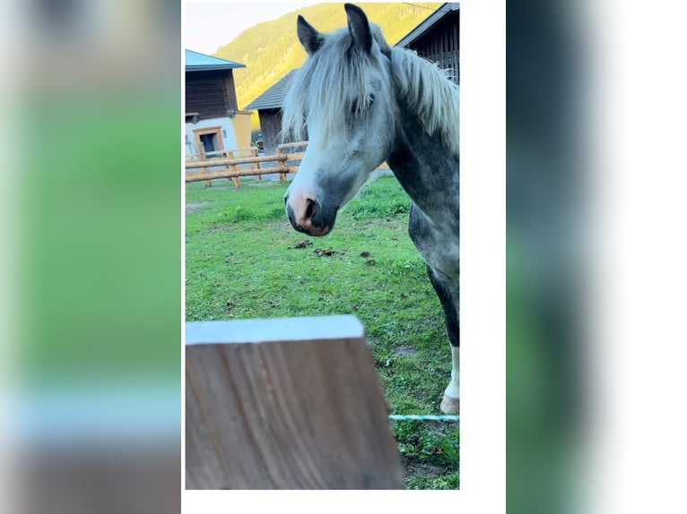 Plus de poneys/petits chevaux Croisé Jument 10 Ans 125 cm Gris pommelé in Krimml