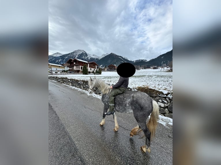 Plus de poneys/petits chevaux Croisé Jument 10 Ans 125 cm Gris pommelé in Krimml