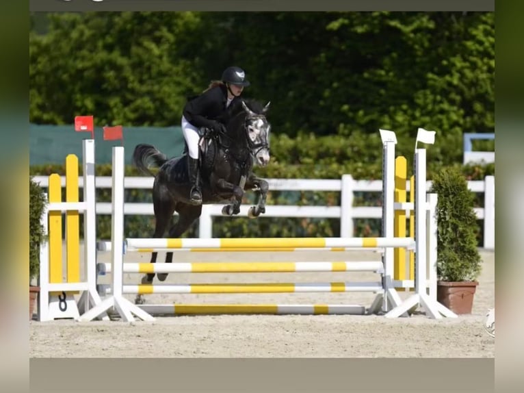 Plus de poneys/petits chevaux Jument 10 Ans 130 cm Gris (bai-dun) in Pelmberg