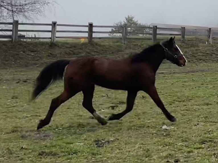 Plus de poneys/petits chevaux Croisé Jument 10 Ans 144 cm Alezan in StribachDölsach