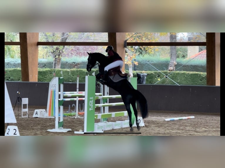 Plus de poneys/petits chevaux Jument 10 Ans 147 cm Noir in Madrid