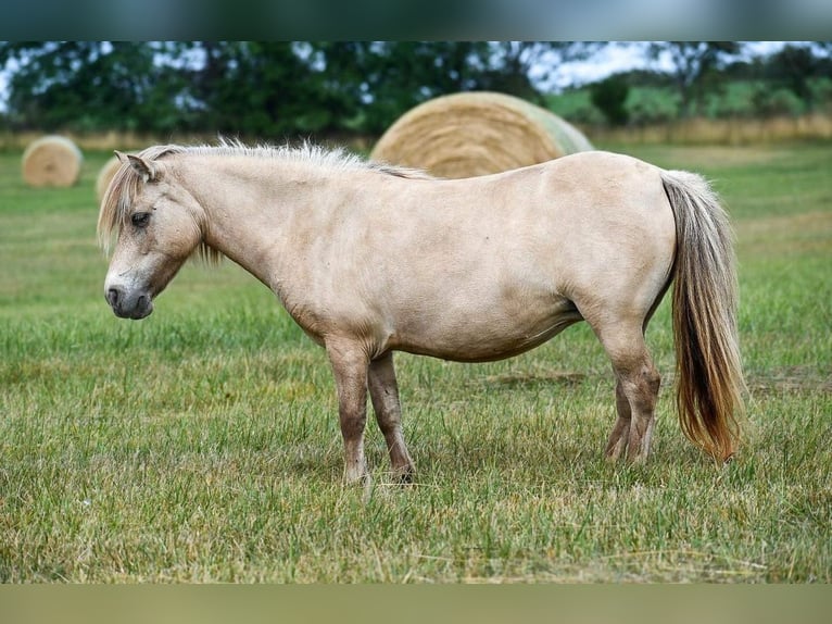 Plus de poneys/petits chevaux Jument 10 Ans 86 cm Buckskin in Phillipsburg, MO
