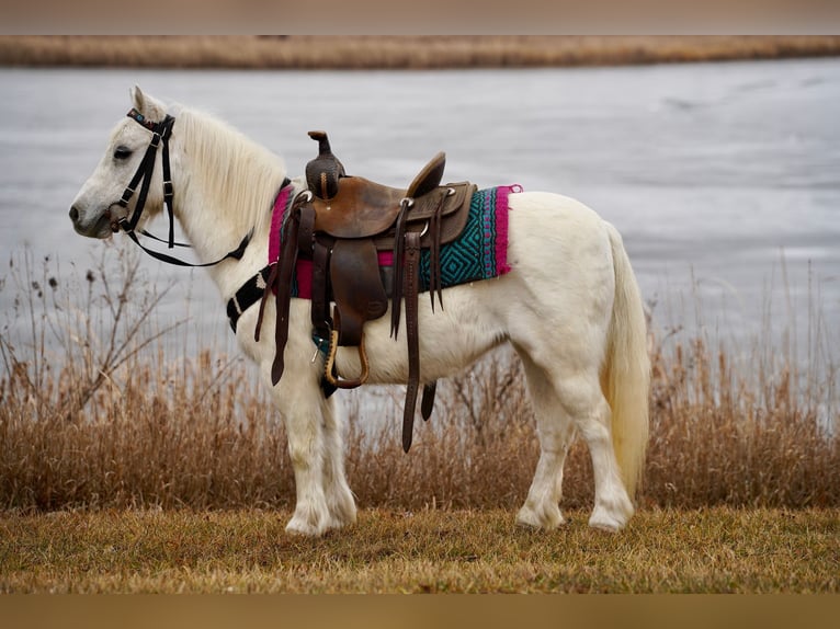 Plus de poneys/petits chevaux Jument 10 Ans 97 cm Gris in Valley Springs, SD