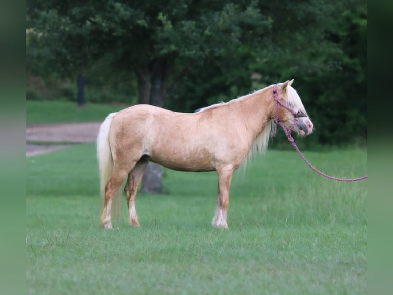Plus de poneys/petits chevaux Jument 11 Ans 99 cm Palomino in Carthage, TX