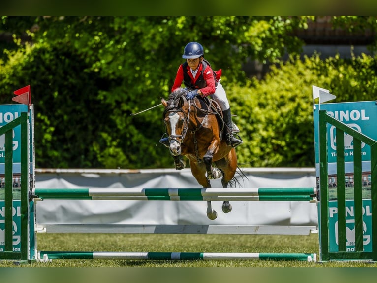 Plus de poneys/petits chevaux Jument 12 Ans 127 cm Bai in Soto Del Real