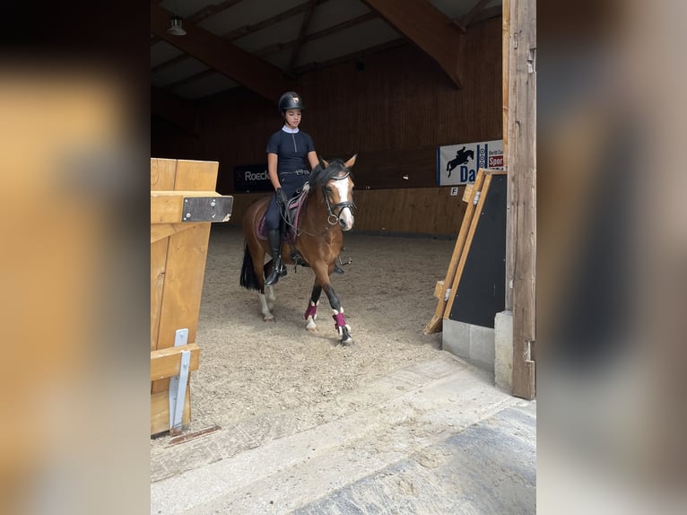 Plus de poneys/petits chevaux Croisé Jument 12 Ans 138 cm Bai in Dortmund