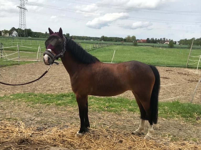 Plus de poneys/petits chevaux Croisé Jument 12 Ans 138 cm Bai in Dortmund