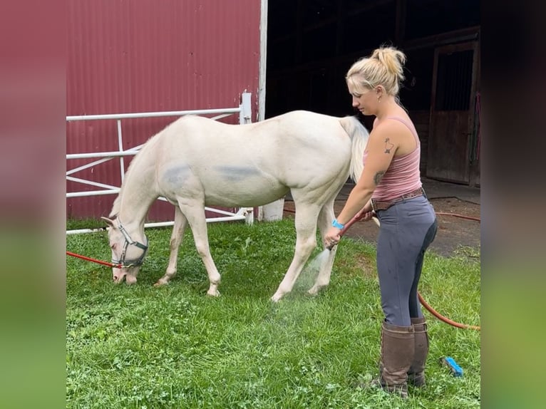 Plus de poneys/petits chevaux Jument 12 Ans 140 cm Cremello in Granby, CT