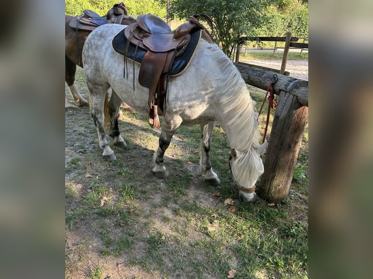 Plus de poneys/petits chevaux Croisé Jument 12 Ans 143 cm Gris in Neuhausen