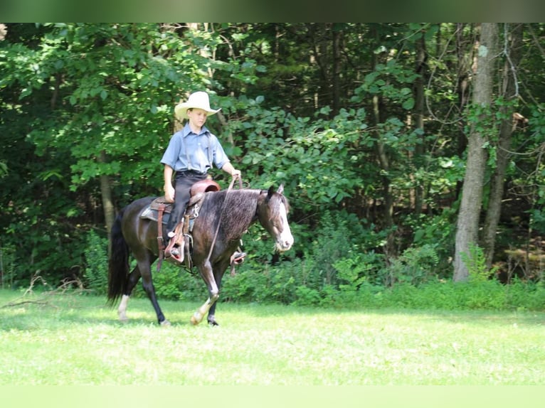 Plus de poneys/petits chevaux Jument 13 Ans 124 cm Noir in Rebersburg, PA