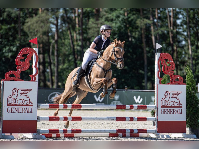 Plus de poneys/petits chevaux Jument 13 Ans 138 cm Alezan dun in Wałcz