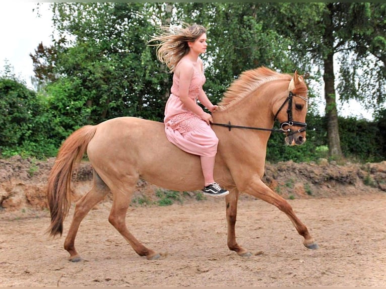 Plus de poneys/petits chevaux Jument 13 Ans 138 cm Alezan dun in Wałcz