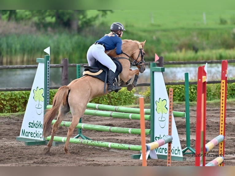 Plus de poneys/petits chevaux Jument 13 Ans 138 cm Alezan dun in Wałcz