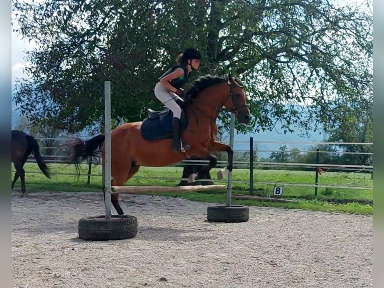 Plus de poneys/petits chevaux Jument 13 Ans 150 cm Bai in Kirchbichl