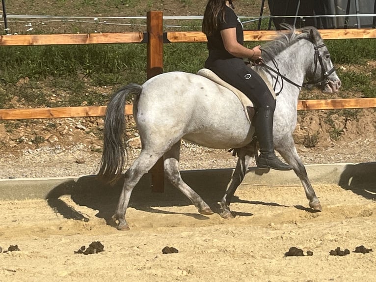 Plus de poneys/petits chevaux Jument 14 Ans 125 cm Léopard in Ursensollen