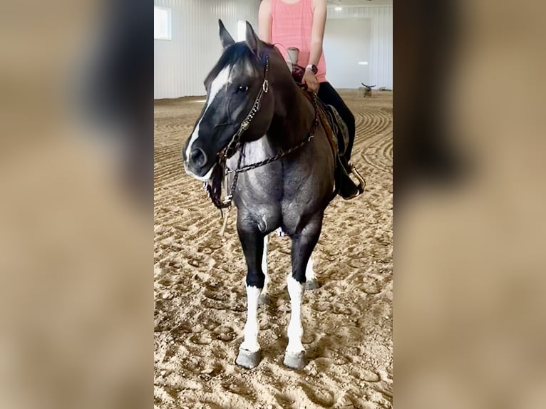 Plus de poneys/petits chevaux Jument 14 Ans 140 cm Tobiano-toutes couleurs in Hastings, MN