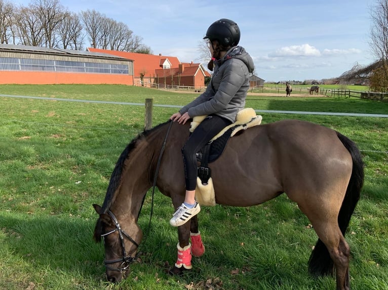 Plus de poneys/petits chevaux Croisé Jument 14 Ans 145 cm Noir in Merzen