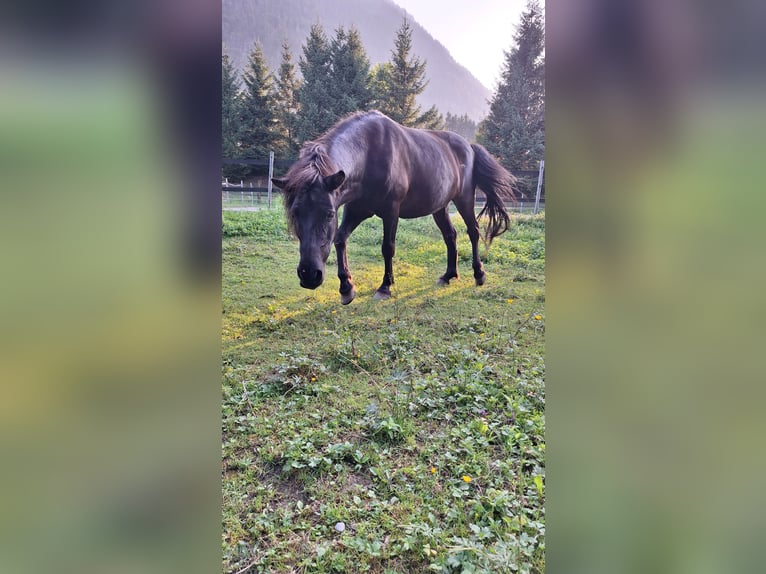 Plus de poneys/petits chevaux Croisé Jument 16 Ans 120 cm Noir in Torren