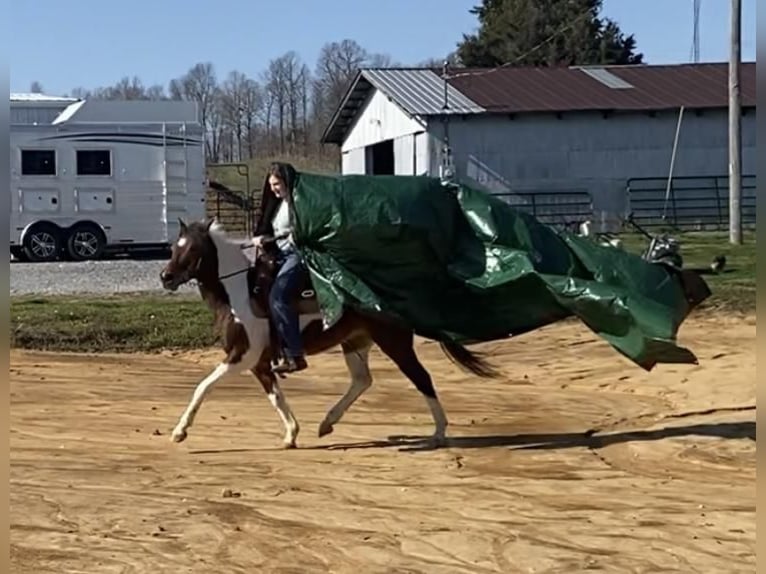 Plus de poneys/petits chevaux Jument 16 Ans 135 cm in Princeton, KY