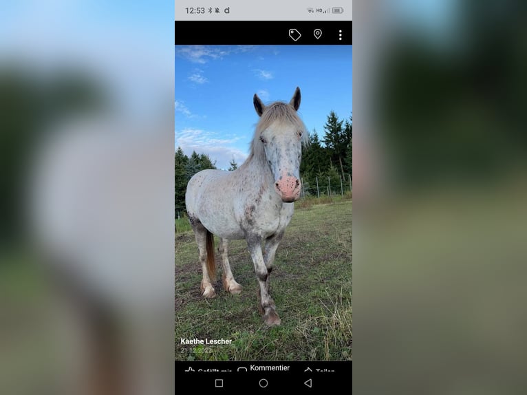 Plus de poneys/petits chevaux Croisé Jument 16 Ans 136 cm Léopard in Ellenz-Poltersdorf