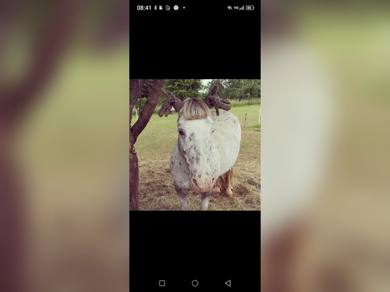 Plus de poneys/petits chevaux Croisé Jument 16 Ans 136 cm Léopard in Ellenz-Poltersdorf