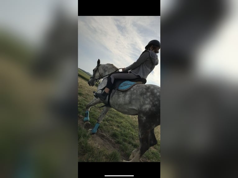 Plus de poneys/petits chevaux Jument 16 Ans 145 cm Gris pommelé in Walterskirchen