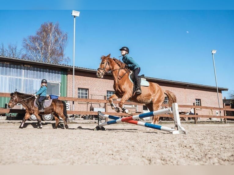 Plus de poneys/petits chevaux Jument 16 Ans 147 cm Alezan in Blekendorf