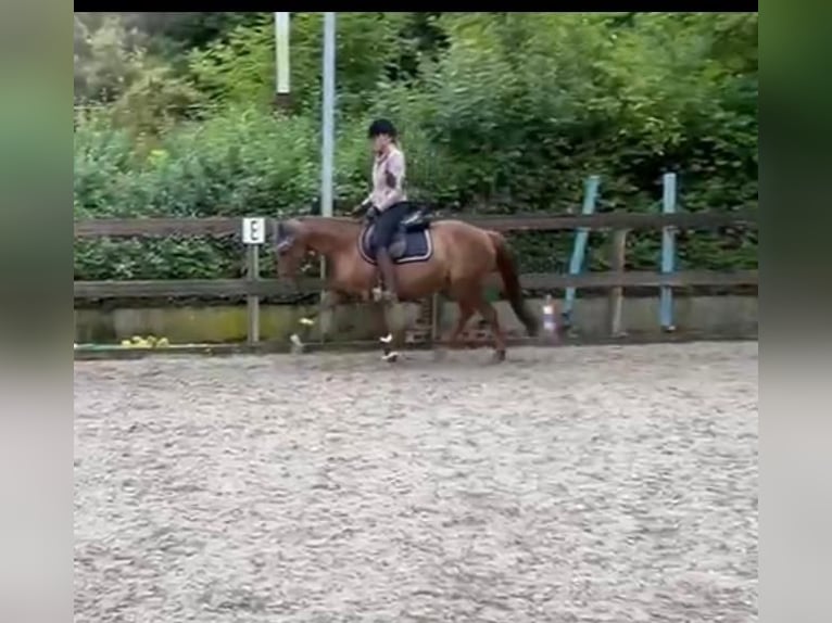 Plus de poneys/petits chevaux Jument 17 Ans 148 cm Alezan brûlé in Borod