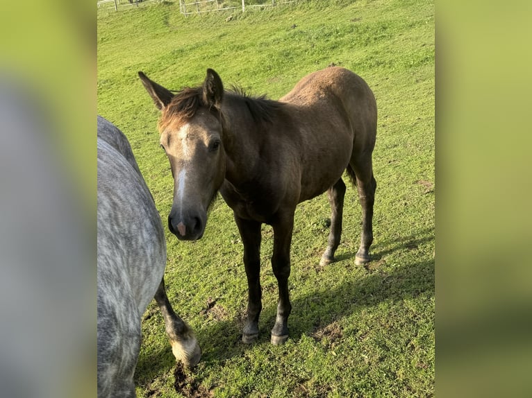 Plus de poneys/petits chevaux Croisé Jument 1 Année 147 cm Buckskin in Daleiden