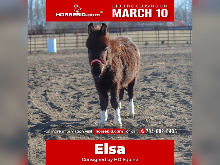 Plus de poneys/petits chevaux Jument 1 Année 79 cm in Madill, OK