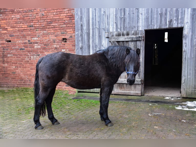 Plus de poneys/petits chevaux Croisé Jument 21 Ans Noir in Duderstadt