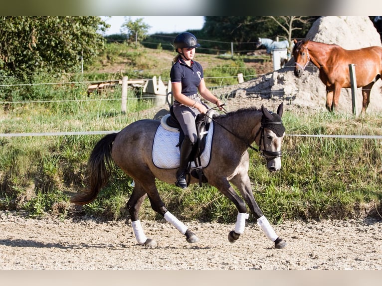 Plus de poneys/petits chevaux Jument 3 Ans 143 cm Gris pommelé in Pisek