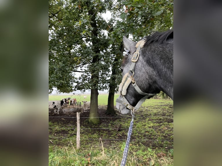 Plus de poneys/petits chevaux Jument 3 Ans 153 cm Gris in Marklohe