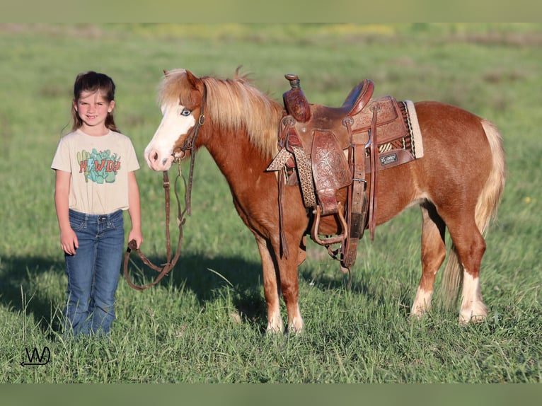 Plus de poneys/petits chevaux Jument 3 Ans 97 cm Alezan cuivré in Carthage, TX