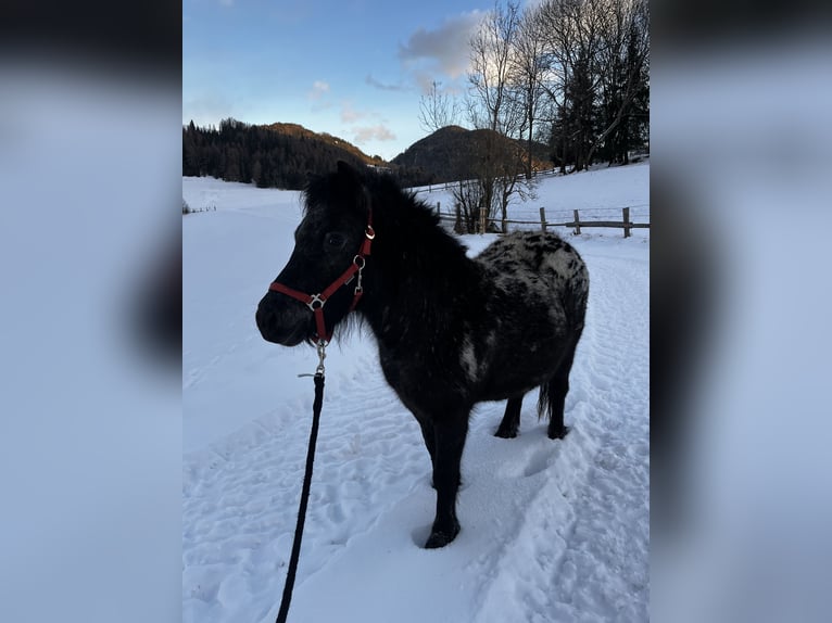 Plus de poneys/petits chevaux Croisé Jument 4 Ans 110 cm Léopard in Oberwölz