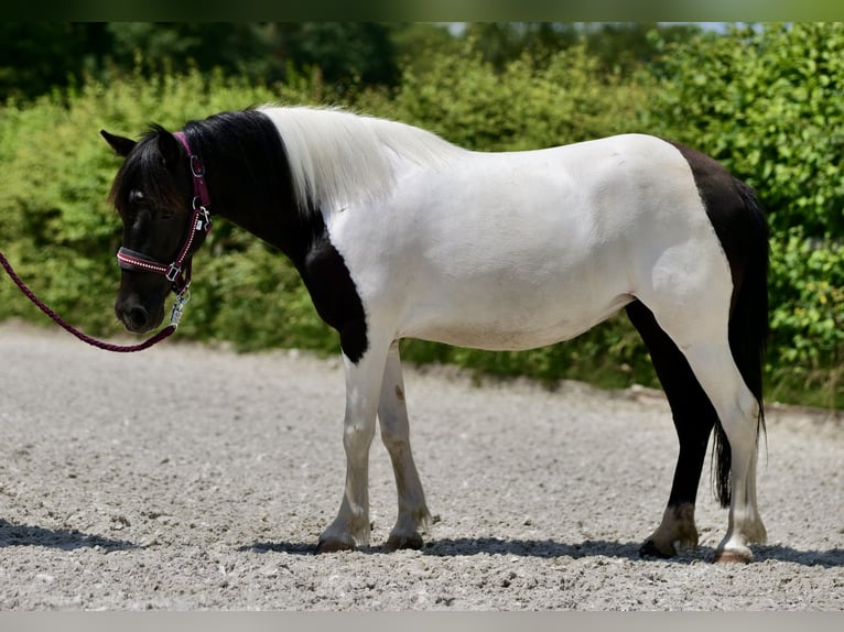 Plus de poneys/petits chevaux Jument 4 Ans 125 cm Pinto in Neustadt (Wied)