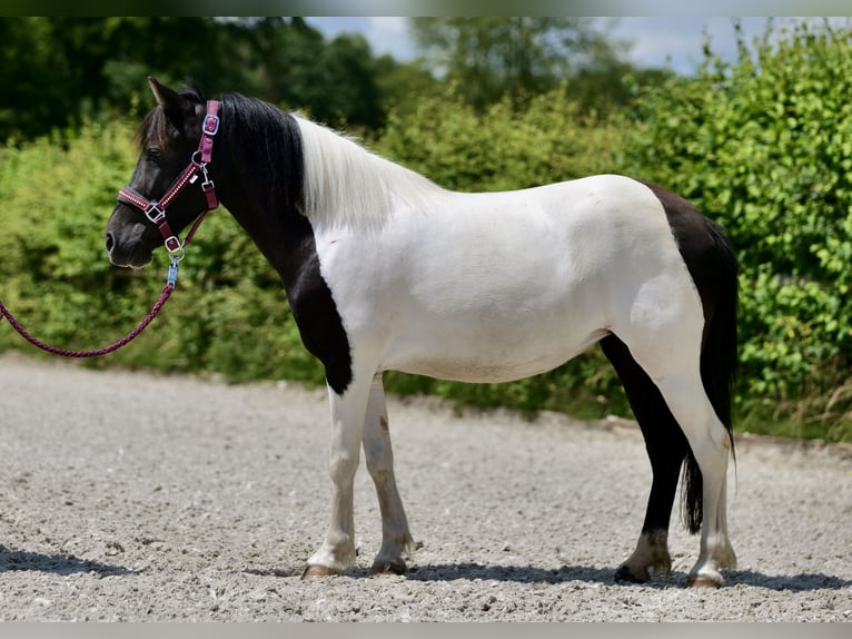 Plus de poneys/petits chevaux Jument 4 Ans 125 cm Pinto in Neustadt (Wied)