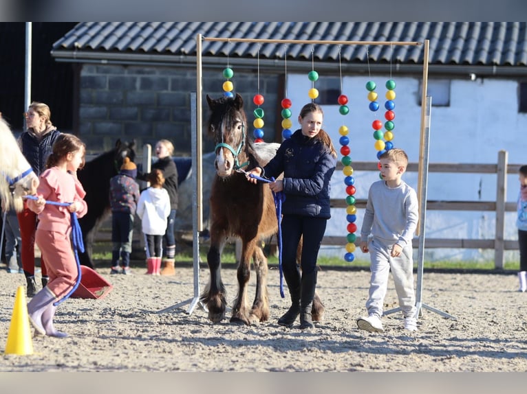 Plus de poneys/petits chevaux Jument 4 Ans 130 cm Overo-toutes couleurs in Bogaarden