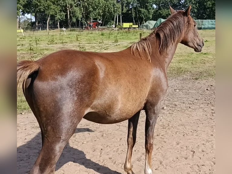 Plus de poneys/petits chevaux Jument 4 Ans 135 cm Alezan brûlé in Hamburg Lemsahl-Mellingstedt