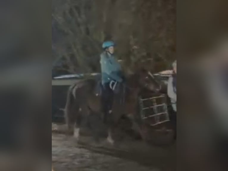 Plus de poneys/petits chevaux Jument 4 Ans 135 cm Alezan brûlé in Hamburg Lemsahl-Mellingstedt