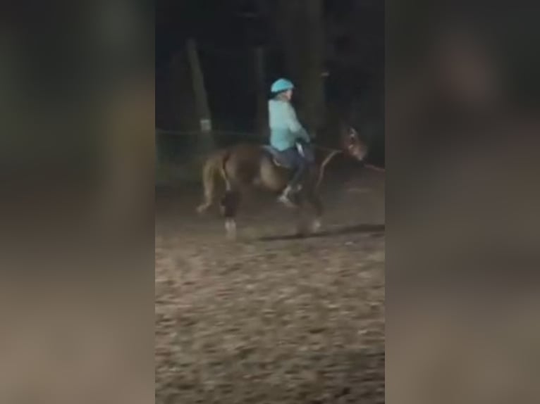 Plus de poneys/petits chevaux Jument 4 Ans 135 cm Alezan brûlé in Hamburg Lemsahl-Mellingstedt