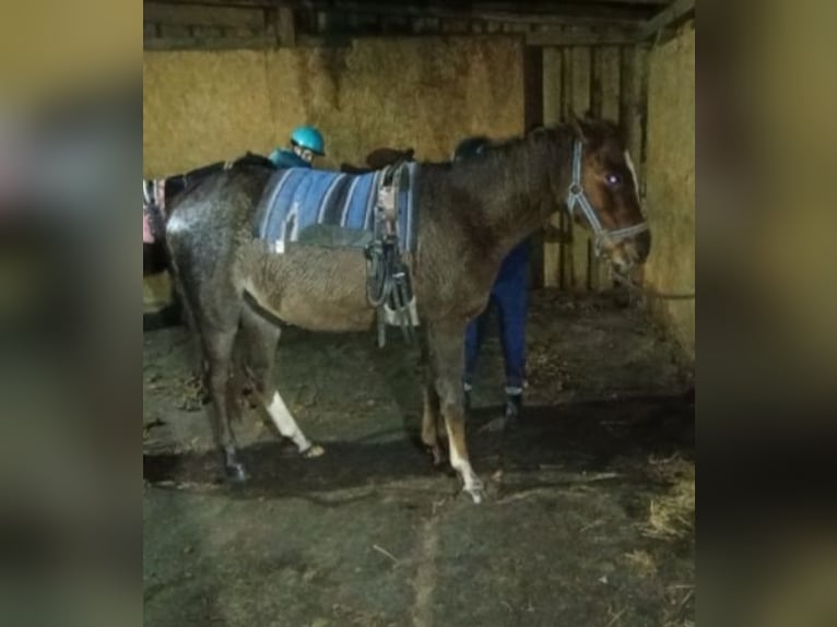 Plus de poneys/petits chevaux Jument 4 Ans 135 cm Alezan brûlé in Hamburg Lemsahl-Mellingstedt