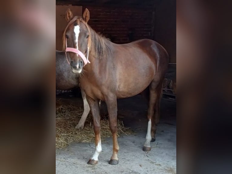 Plus de poneys/petits chevaux Jument 4 Ans 135 cm Alezan brûlé in Hamburg Lemsahl-Mellingstedt