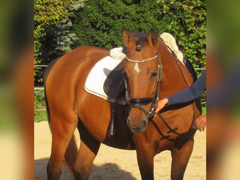 Plus de poneys/petits chevaux Jument 5 Ans 145 cm Bai in Velpke