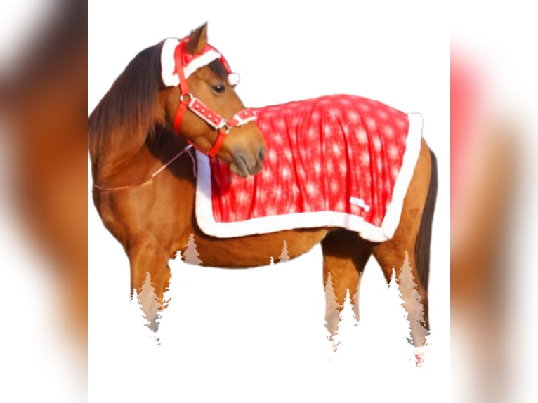 Plus de poneys/petits chevaux Jument 5 Ans 145 cm Bai in Velpke