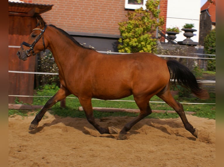 Plus de poneys/petits chevaux Jument 5 Ans 145 cm Bai in Velpke