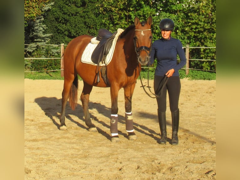 Plus de poneys/petits chevaux Jument 5 Ans 145 cm Bai in Velpke